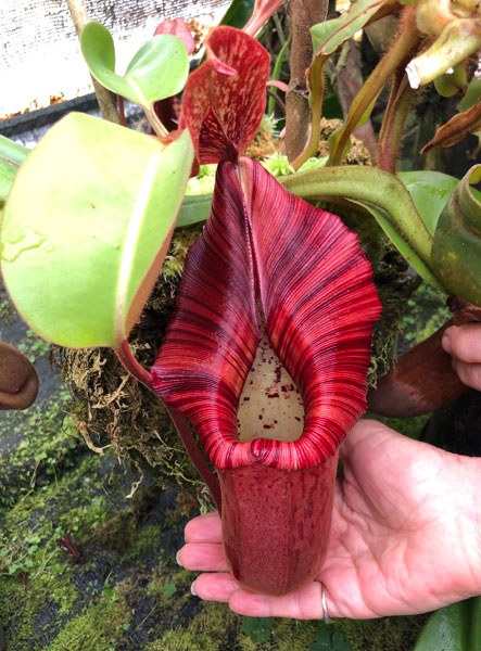 N. truncata x (eymae x veitchii) (a) RE-0118 is getting with every