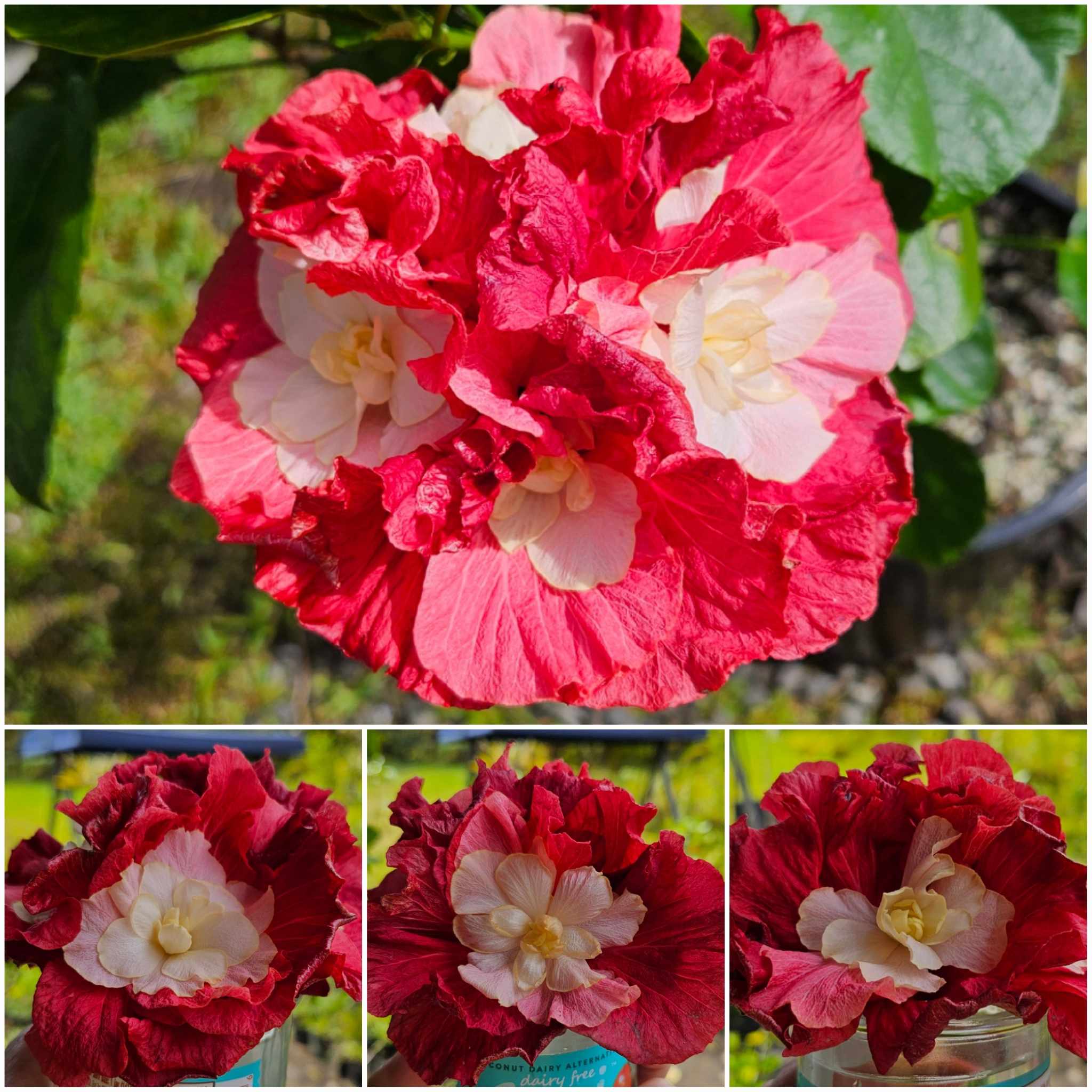 Introducing pot paradise rose x pot loud nine orchid hybrid