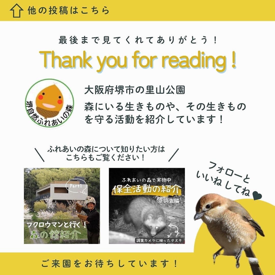 蛇　自己紹介ご覧下さい。 ふれあいの森 生き物紹介/ シマヘビ（#japanesestripedsnake ） 世界に