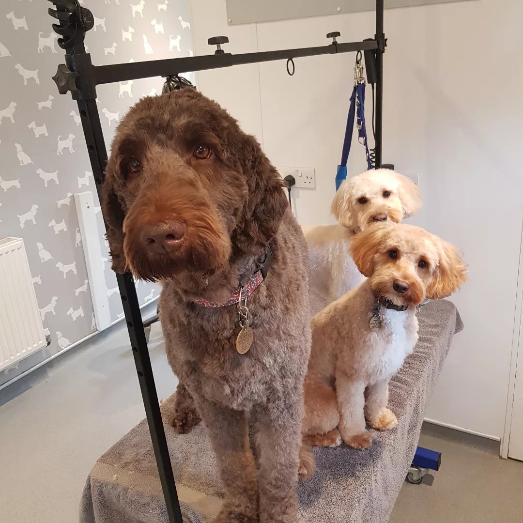 Daisy Mae's Dogs Grooming Salon Hereford