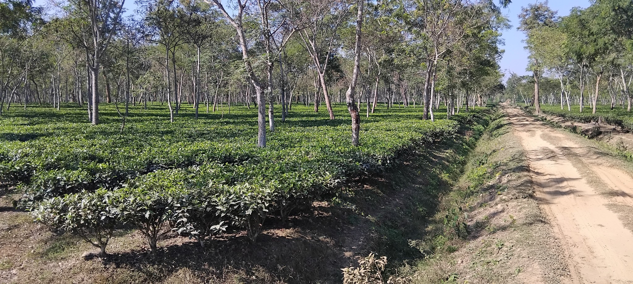 Rema Tea Company Limited | Dhaka