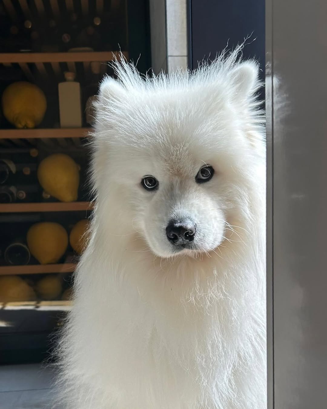 Random question for Samoyed owners; is it true you can knit their fur?