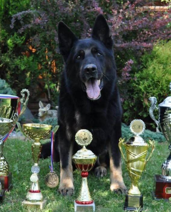 Czech - 🖤 Meet Passat Eqidius — The Sire Behind Caesar z Mamutího Údolí ...
