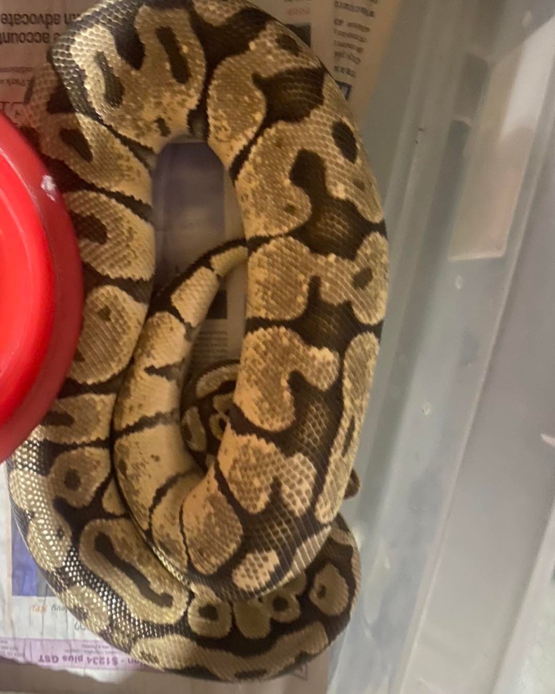 Pre swelling pastel vanilla x BOSS... - Aftermorph Pythons | Facebook