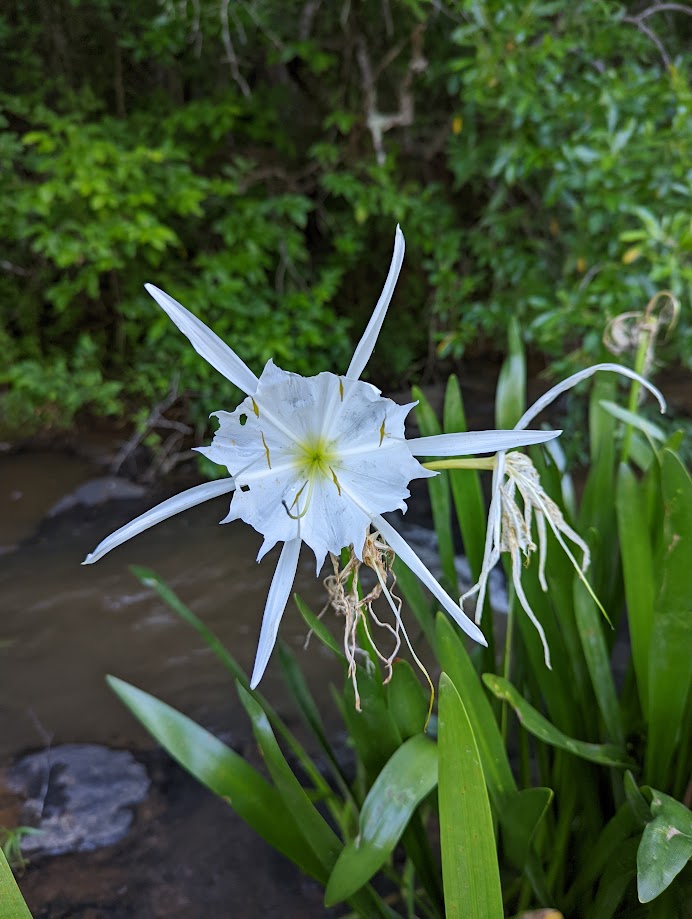 Protected shoal lily in North Georgia