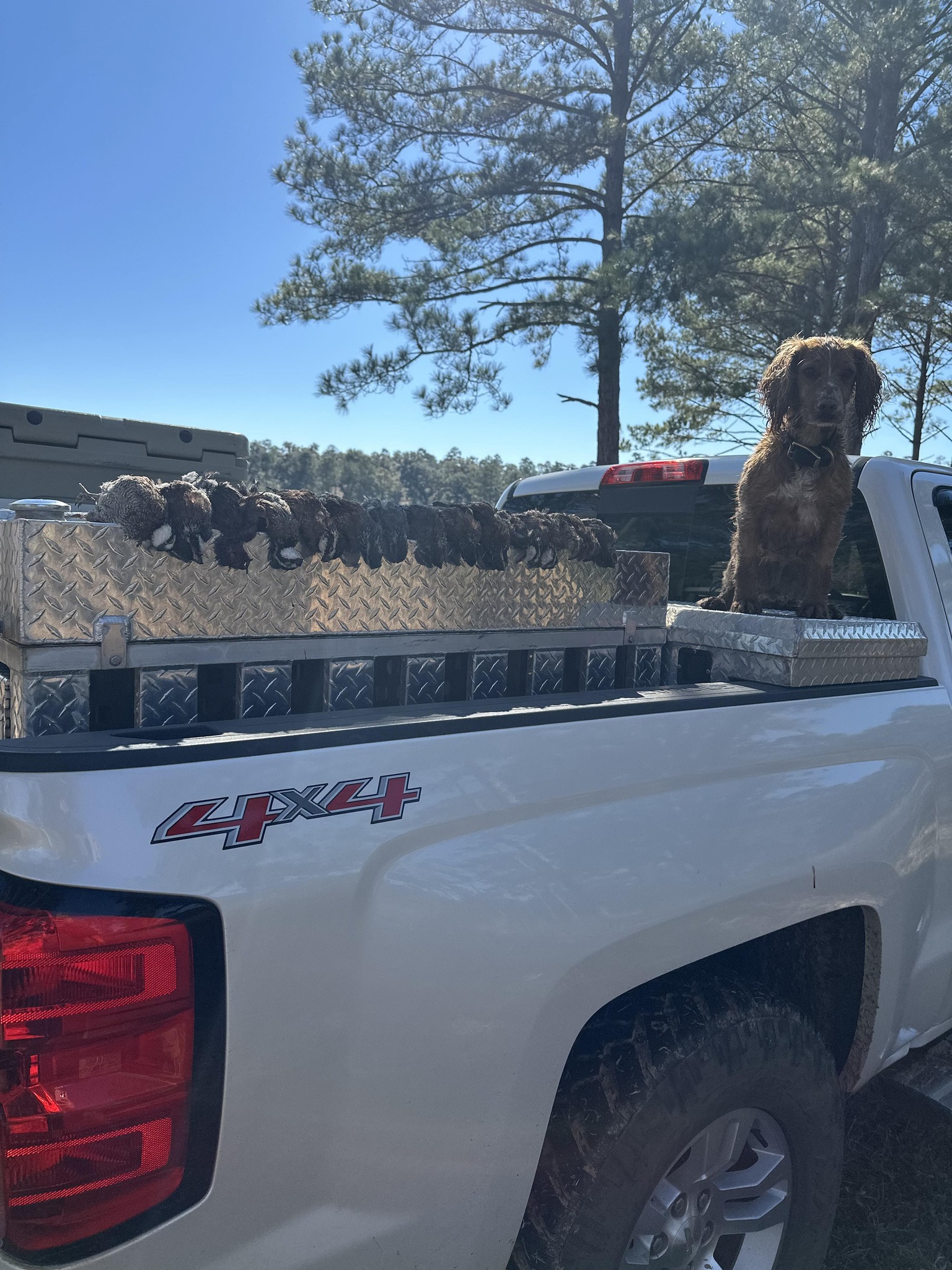 Phillips Gun Dogs LLC added a new... - Phillips Gun Dogs LLC