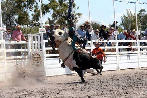 Wild World of Rodeo - Will the bounty bull get ridden..the legend grows ...
