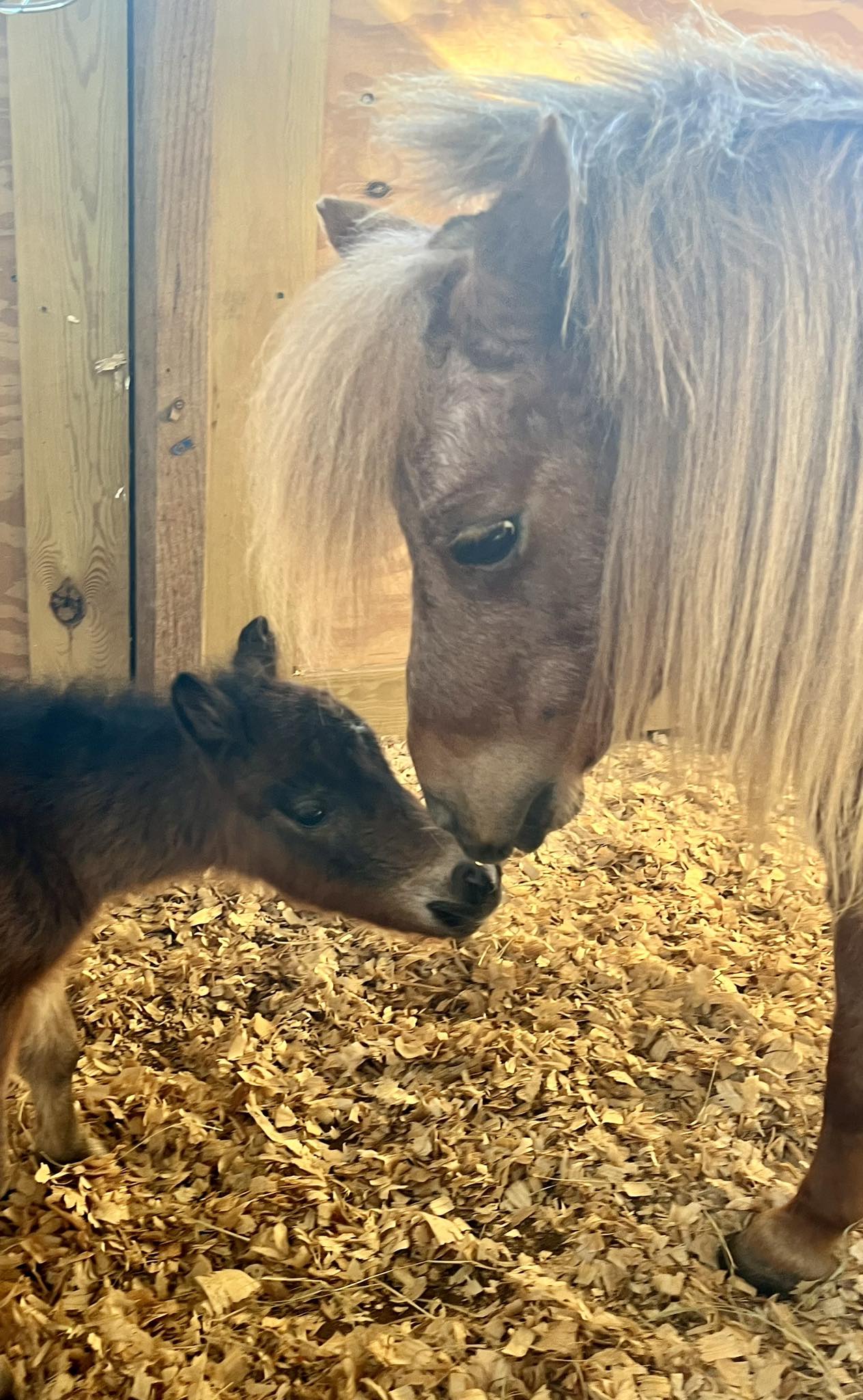 Rocking R Ranch and... - Rocking R Ranch and Rescue, Inc.