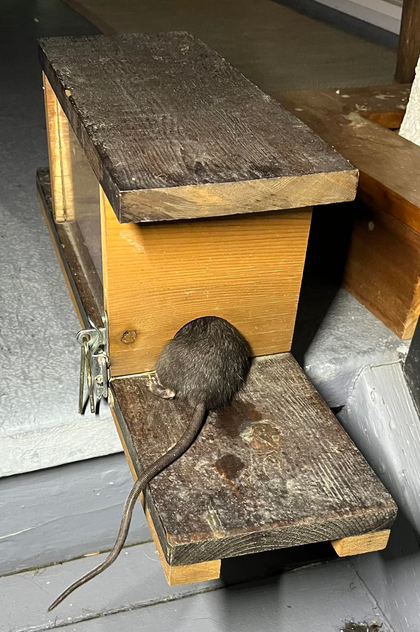 Chilliwack a Rat | Chilliwack BC