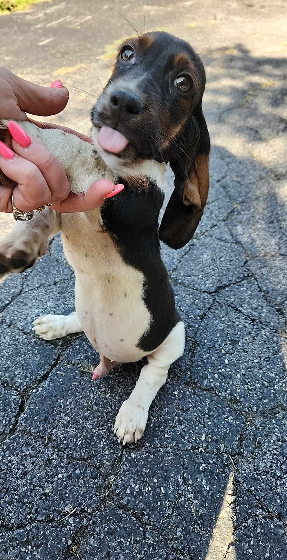 Missy's CKC... - Missy's CKC Registered Basset Hounds