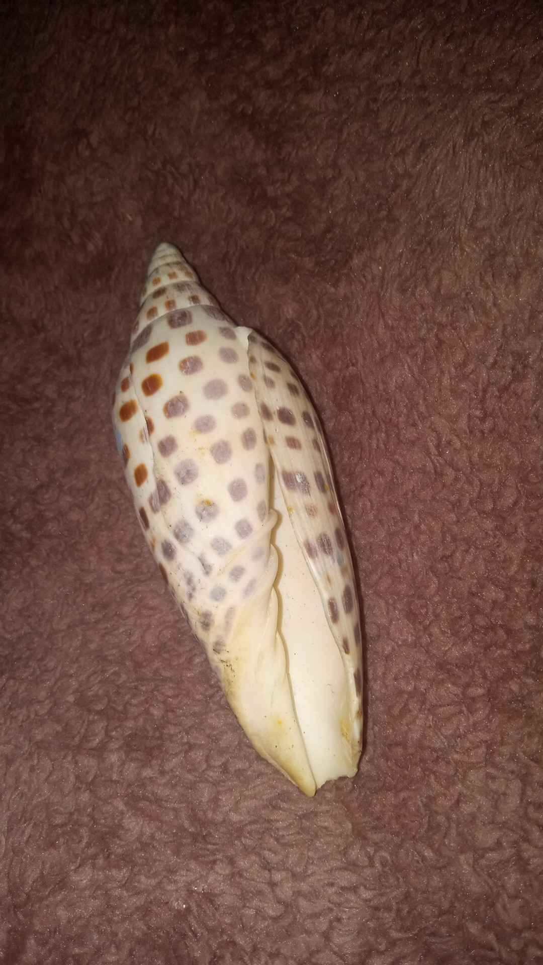 junonia shell - Rocks, Fossils & Minerals - Punta Gorda, Florida ...
