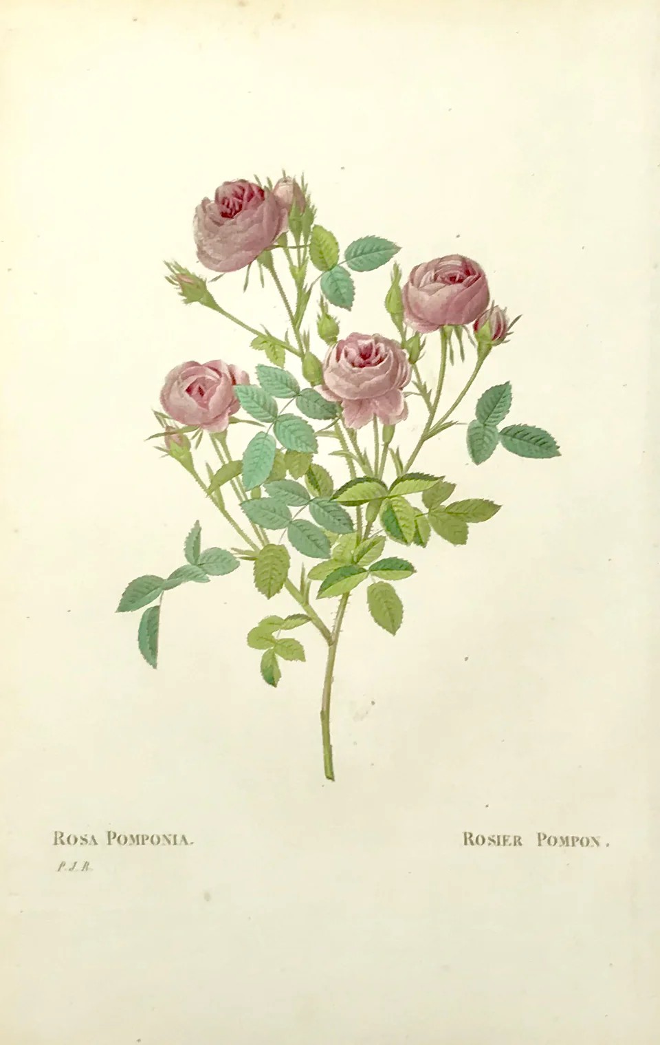 How Pierre-Joseph Redoute created rose paintings
