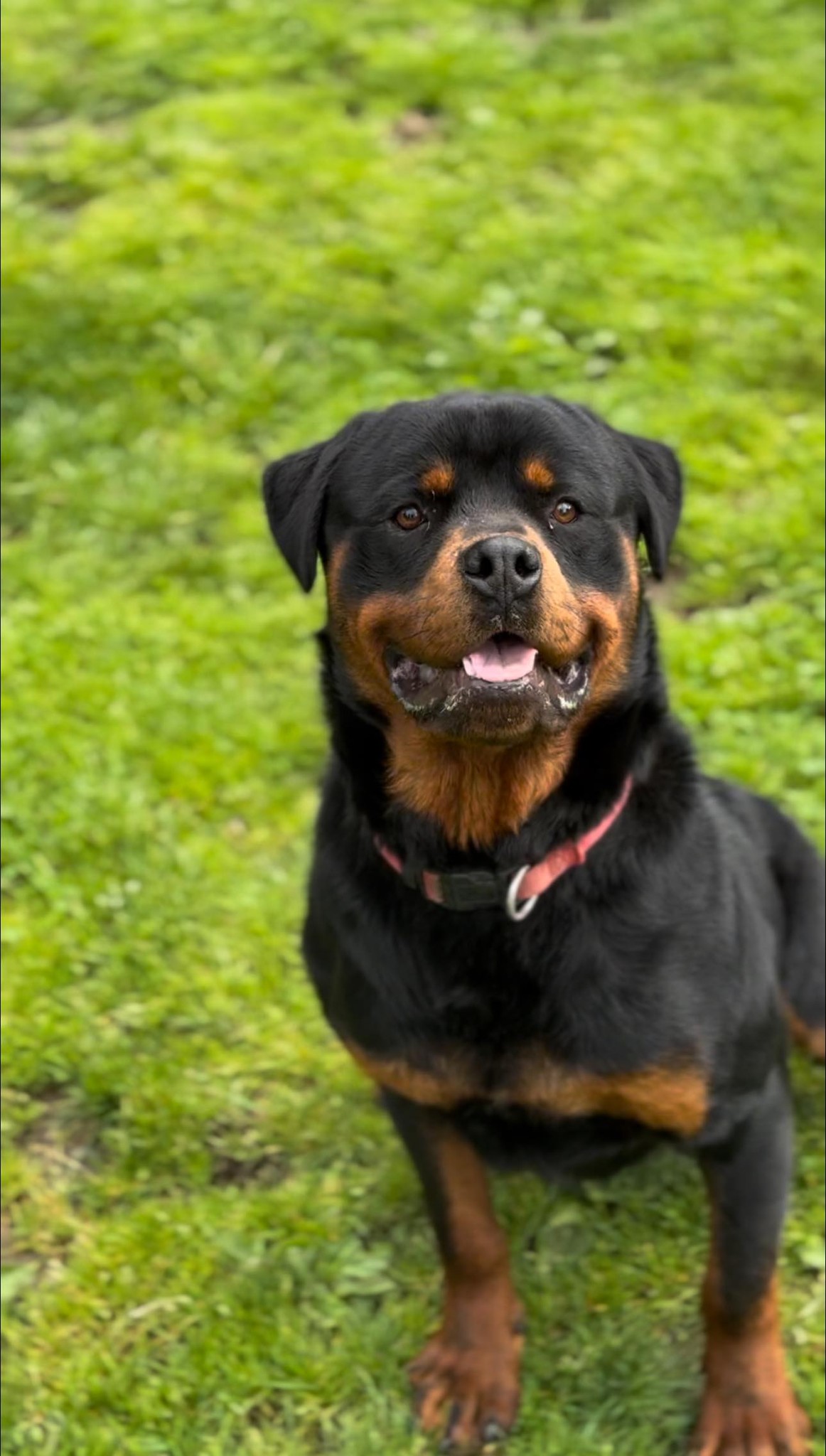 Juggernaut Rottweilers