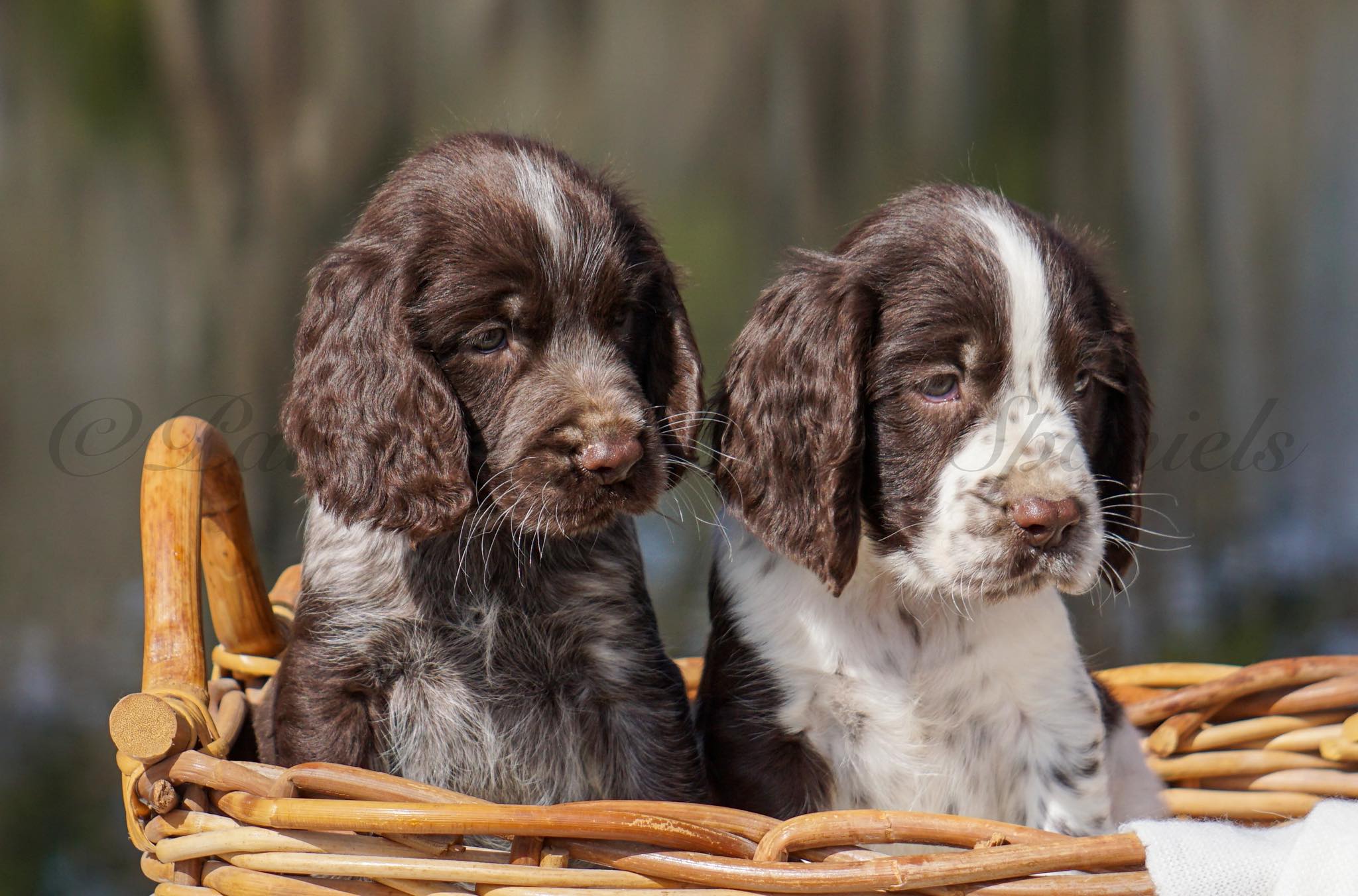 Palmetto Springer Spaniels | Green Sea SC
