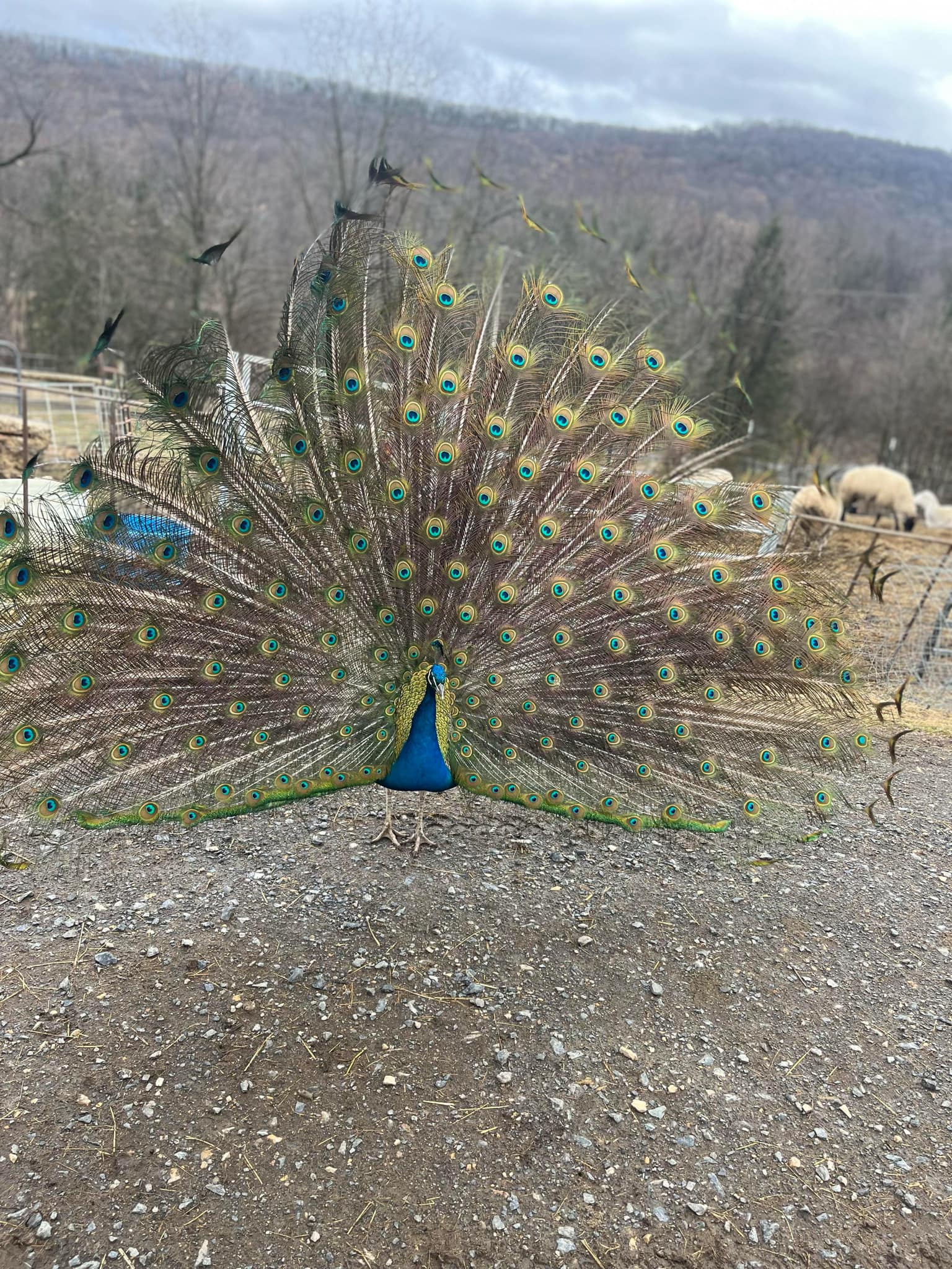 Walnut Ridge Farm | Flintstone MD