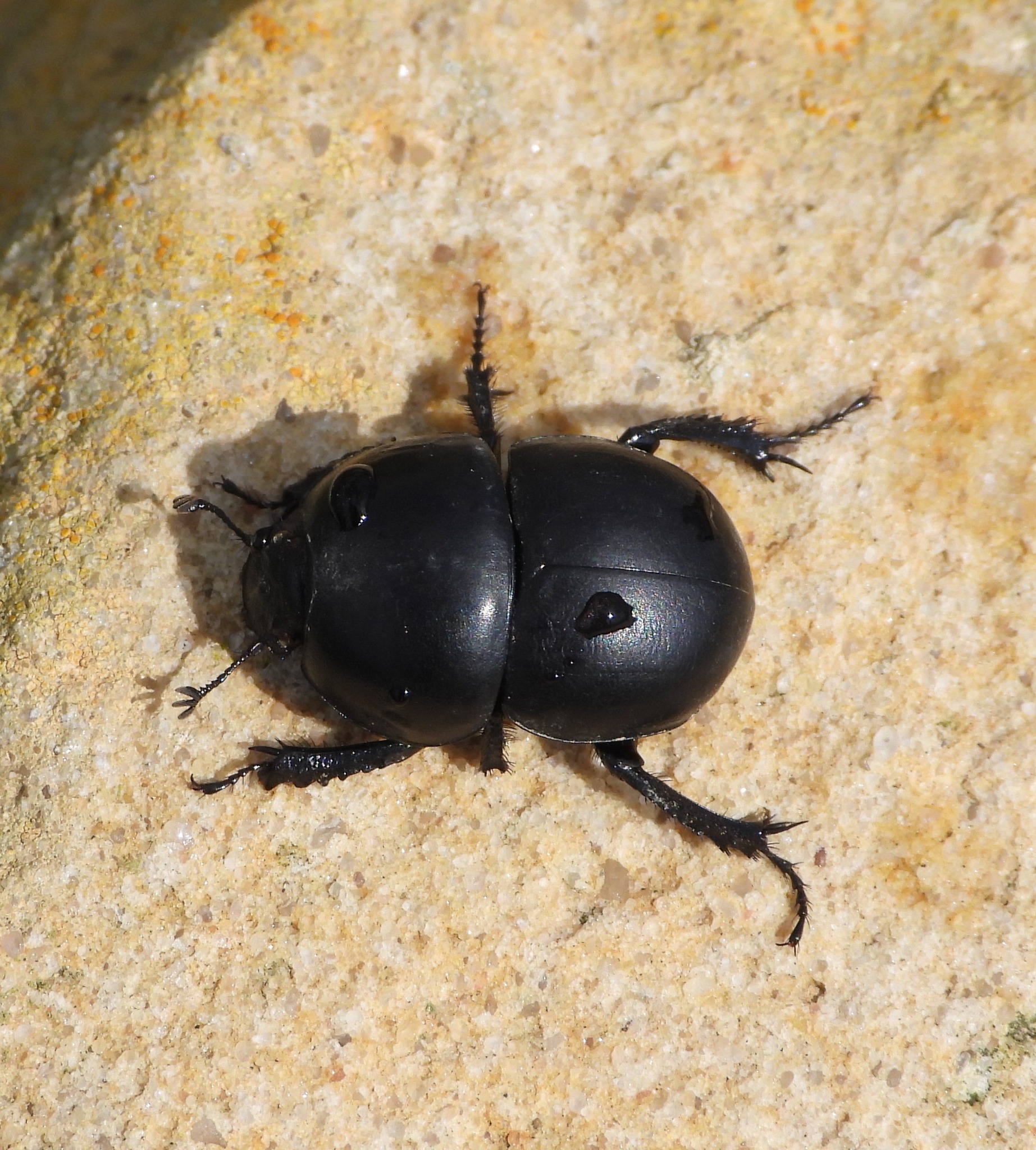 昆虫用品 Australia Bolboceratidae sp. 24mm