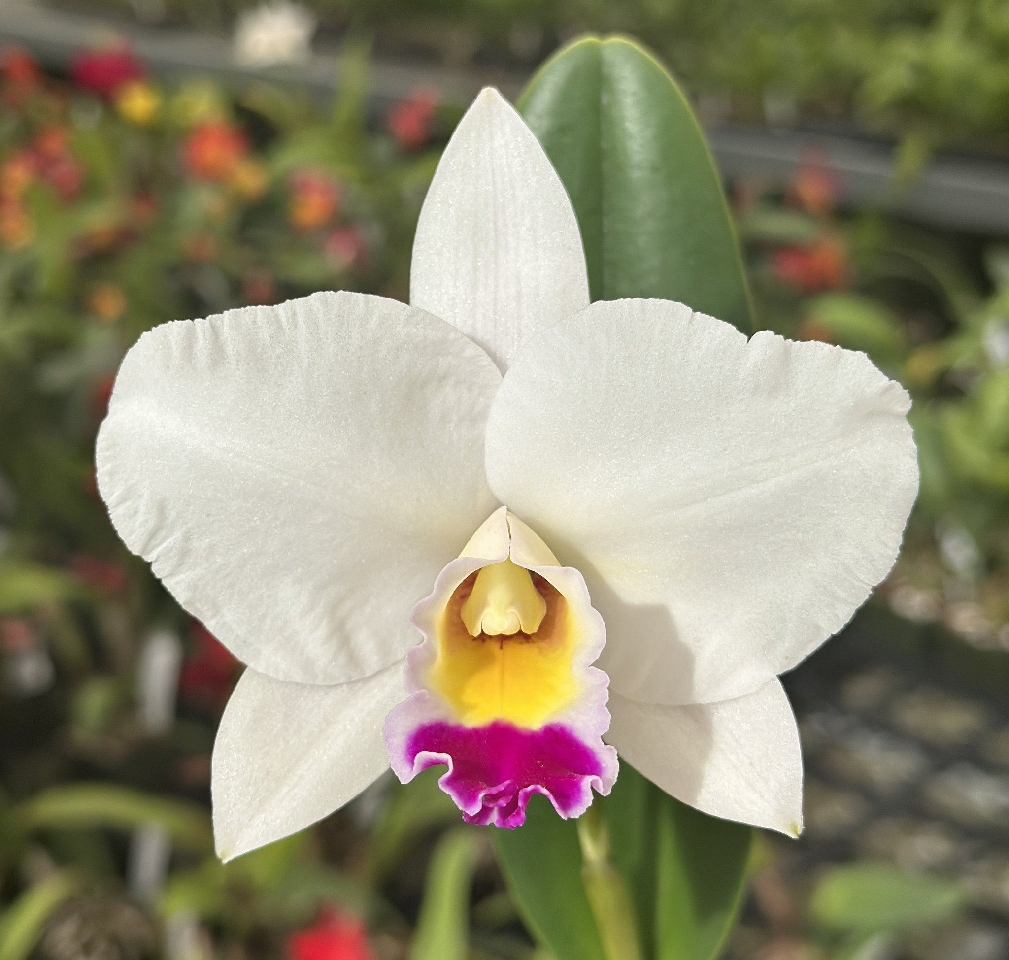 Lc. Magic Melody x Lc. Liptonii