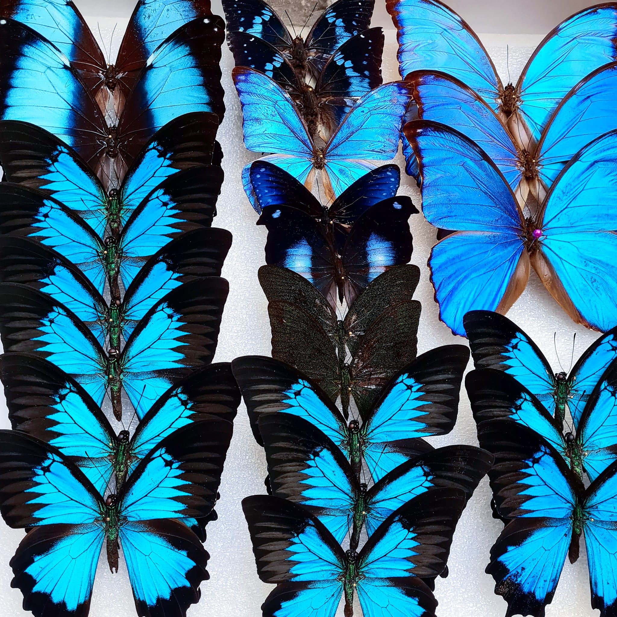 nature-deco-workshop-vlinders-opzetten-altijd-al-facebook