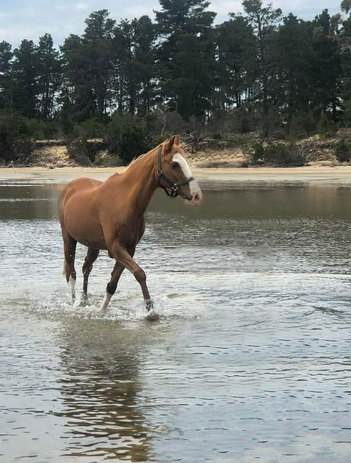 Emma's horse supplies, cleaning and rug repairs