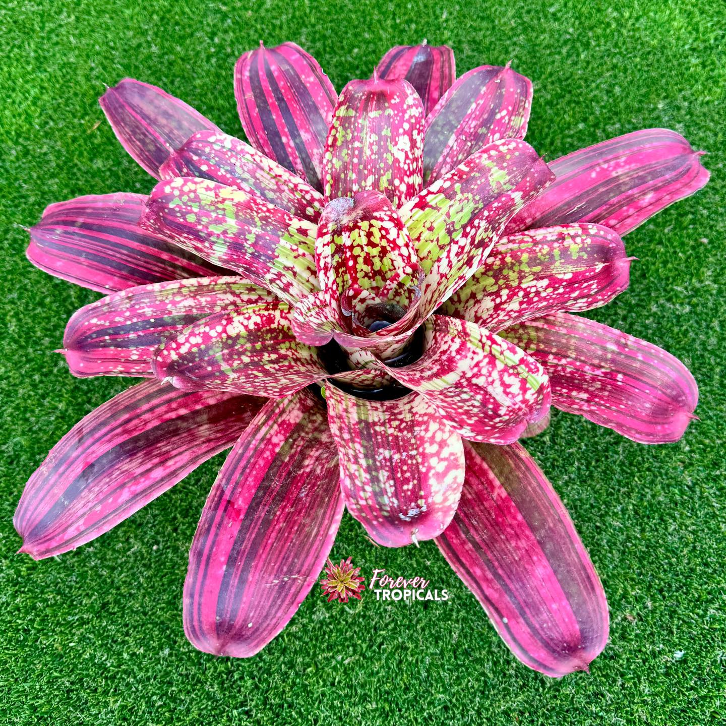 Neoregelia ブロメリア・エアープランツ Variegated Lucifer
