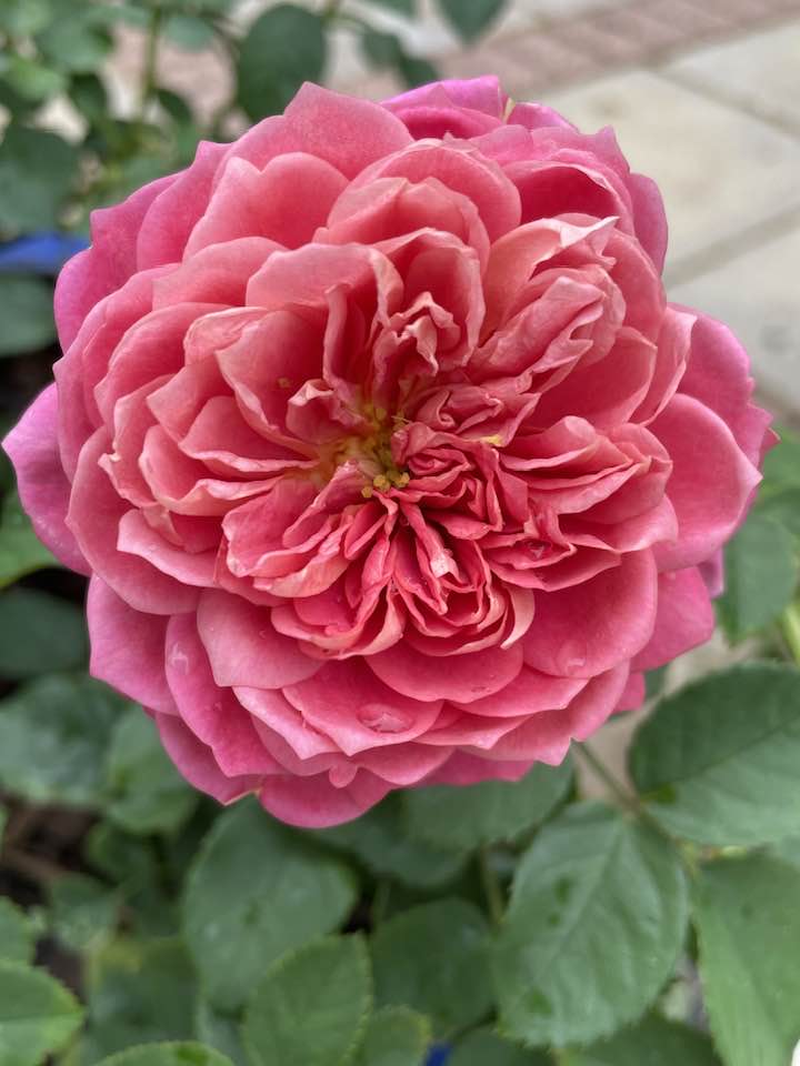 Some roses blooming today 🌹 Christchurch UK