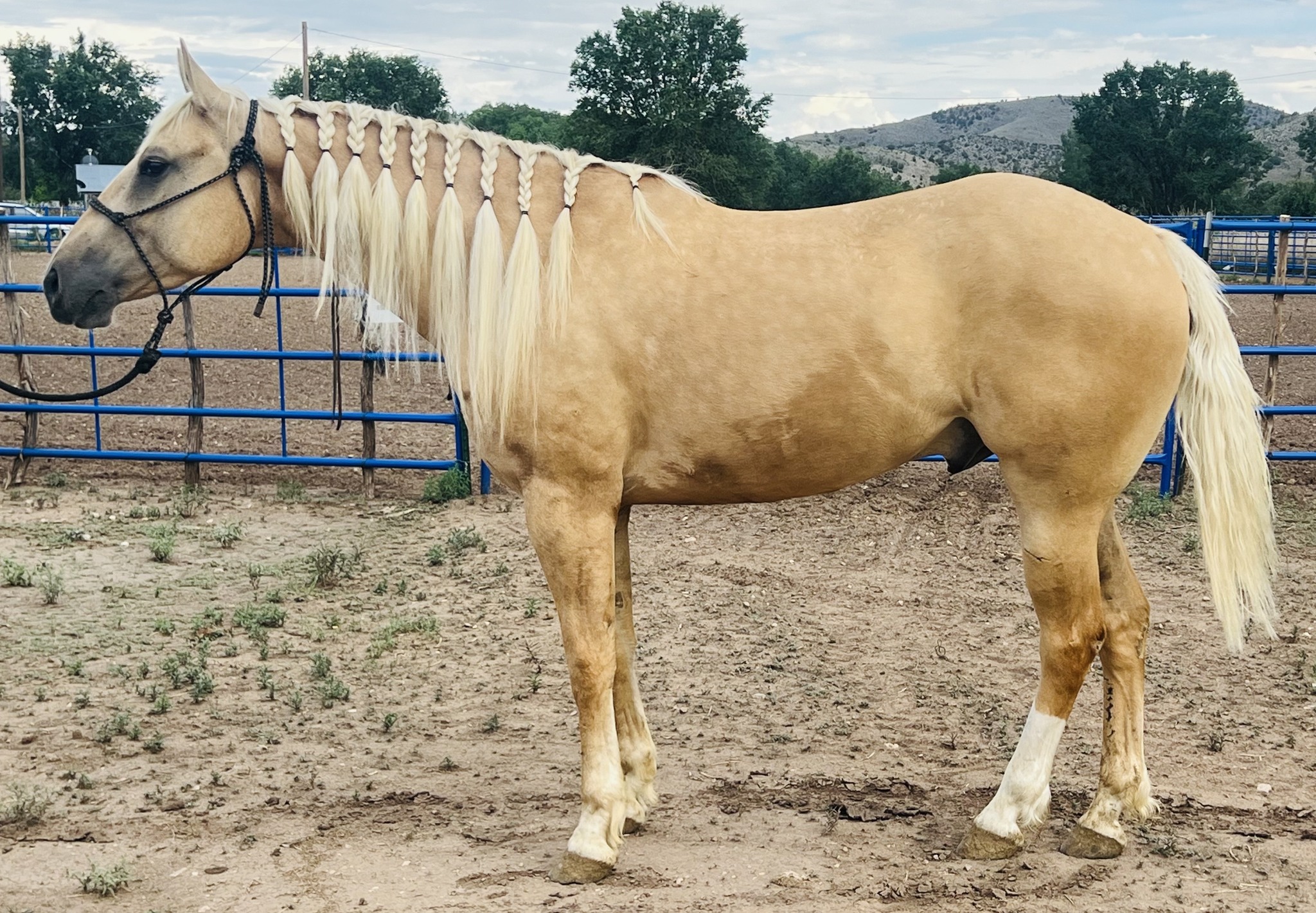 Bowie - ☘️Bowie Catalog Sale August 3rd 2024☘️ Fabio 2020 Palomino ...