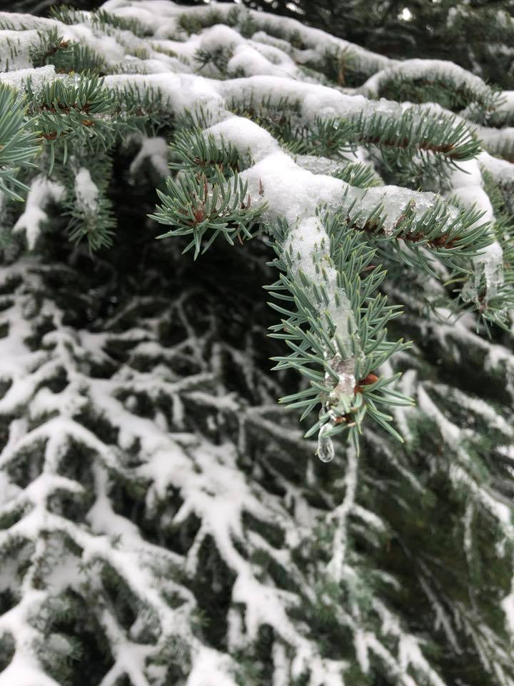 These may look like they... - Shackleton Farm Fresh Trees