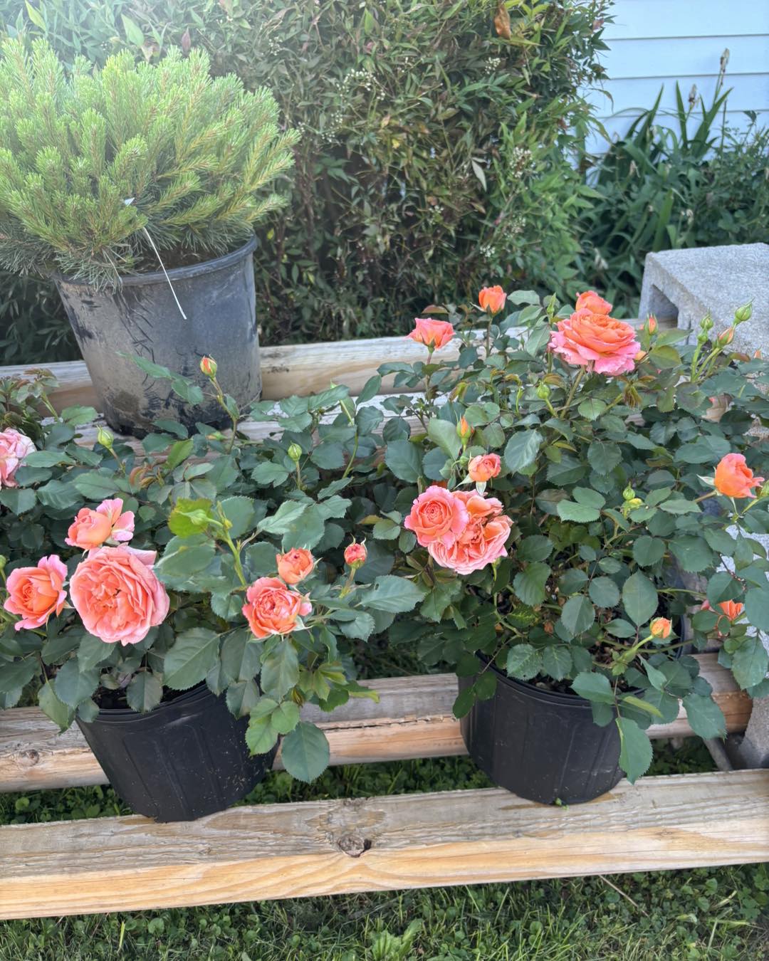 Adobe Sunrise Roses $39 each This... - Kettle Creek Designs | Facebook