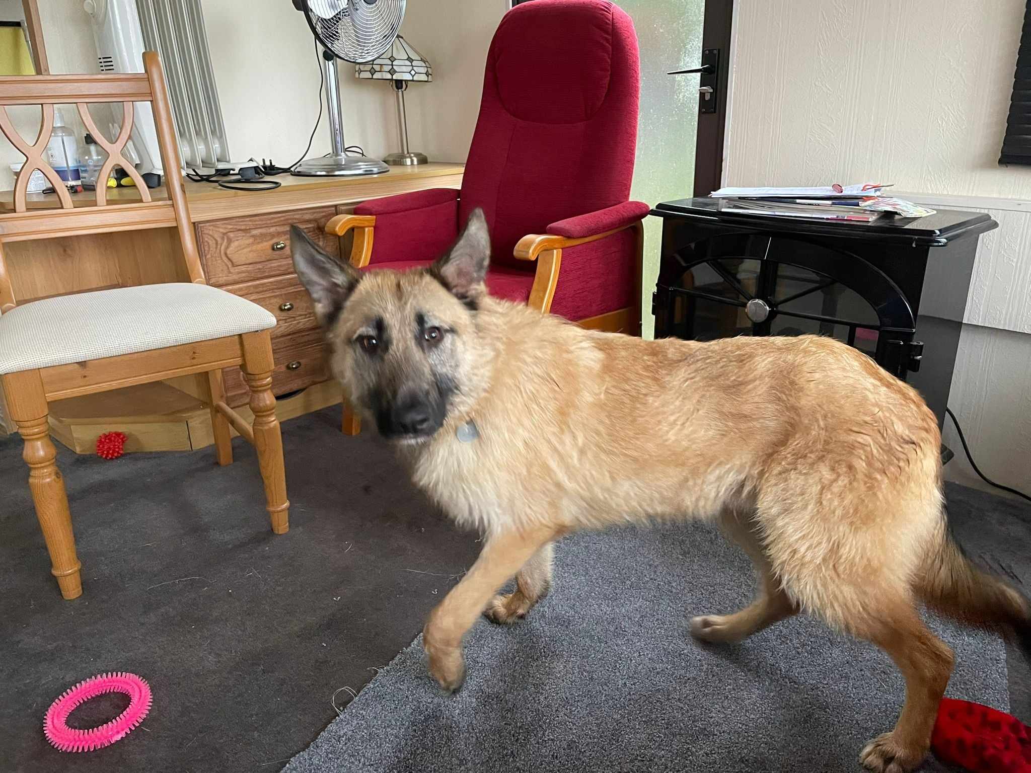 BENSON was a little perplexed with his... - Forest Dog Rescue