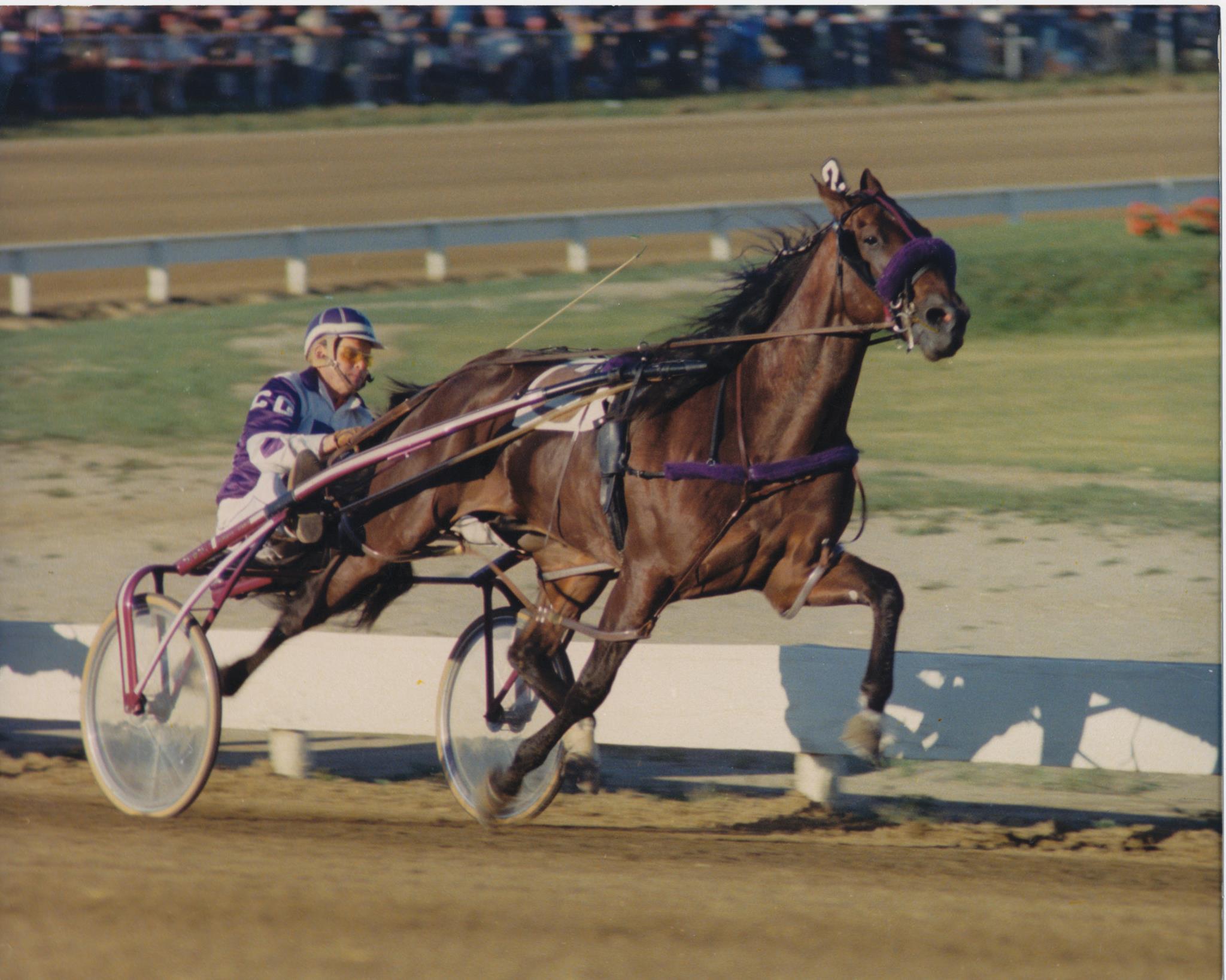 Canadian Horse Racing Hall of Fame - Happy Birthday Niatross!! Today is ...