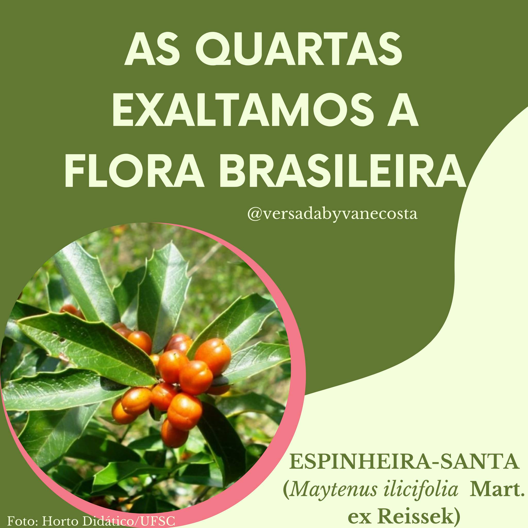 Versada - As quartas exaltamos a flora brasileira🌳 ️....