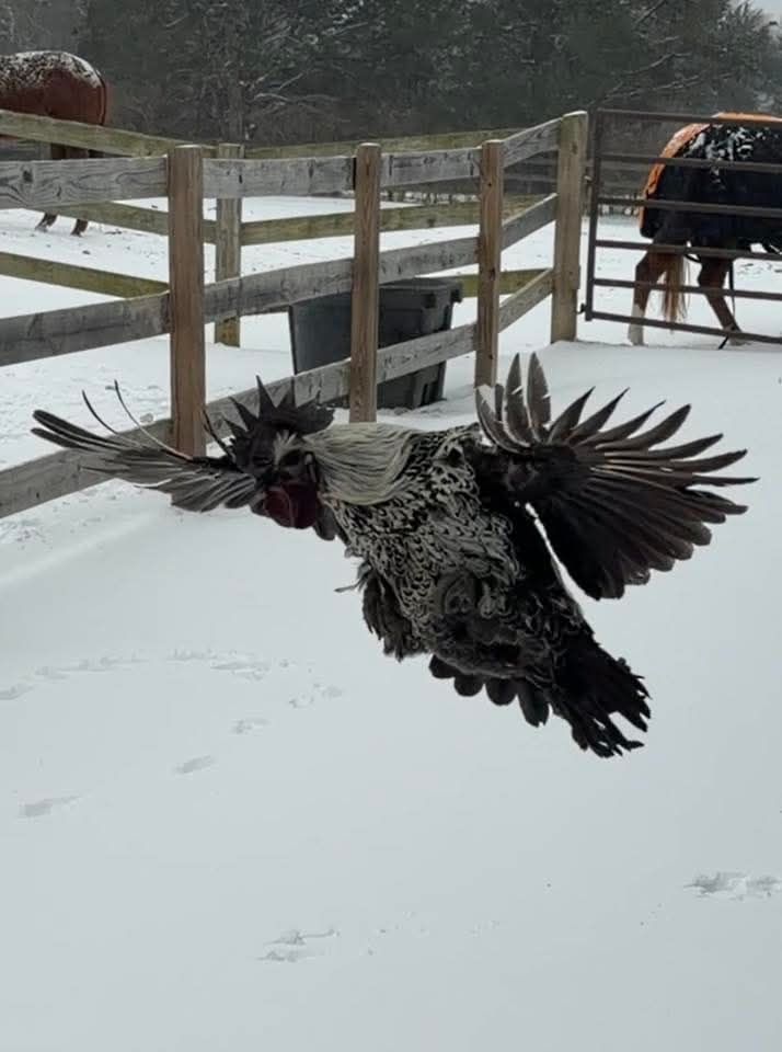 Mize Feathered Farm | Quinlan TX