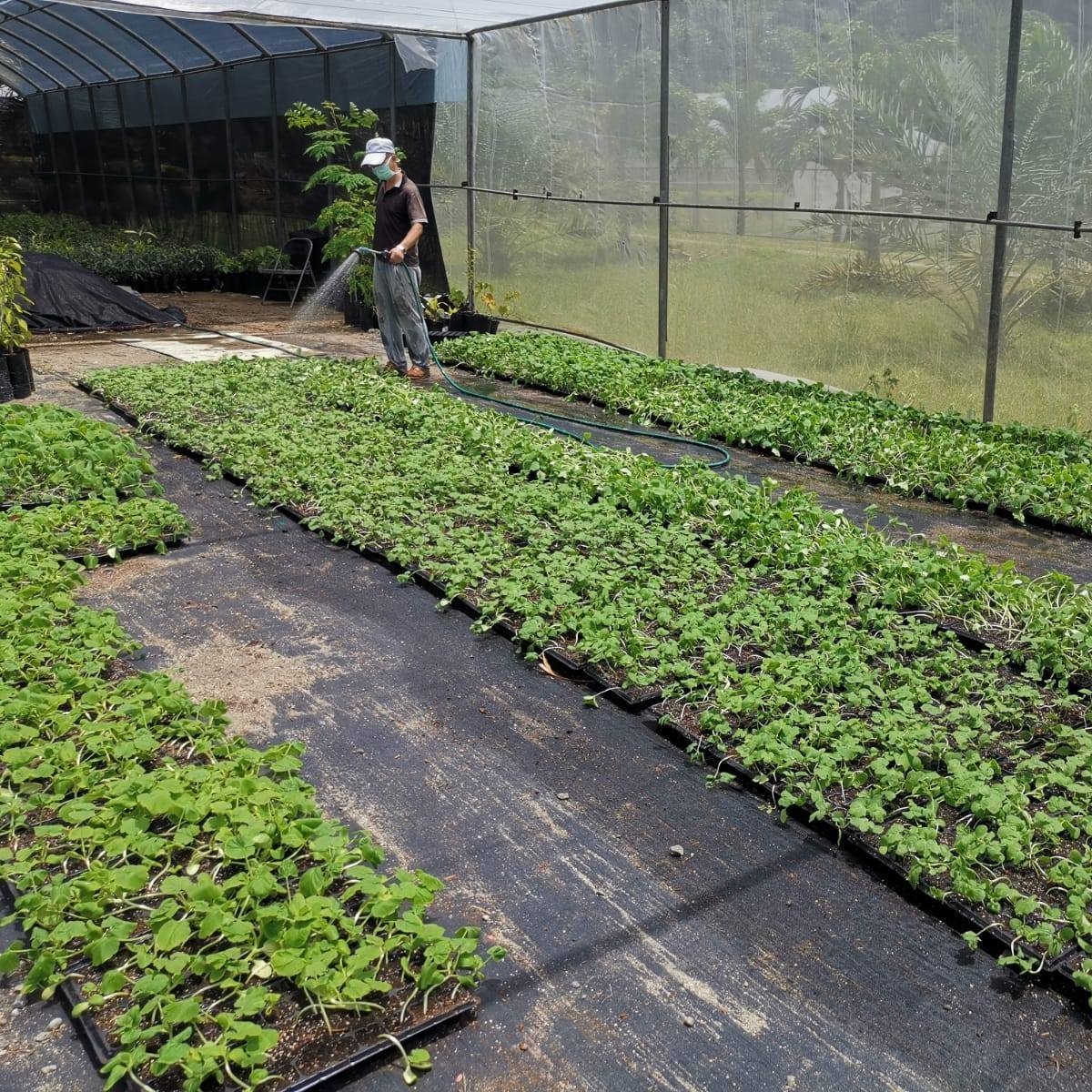 From Farm to Lab: Growing the Future of Dominica’s Bananas! The work to ...