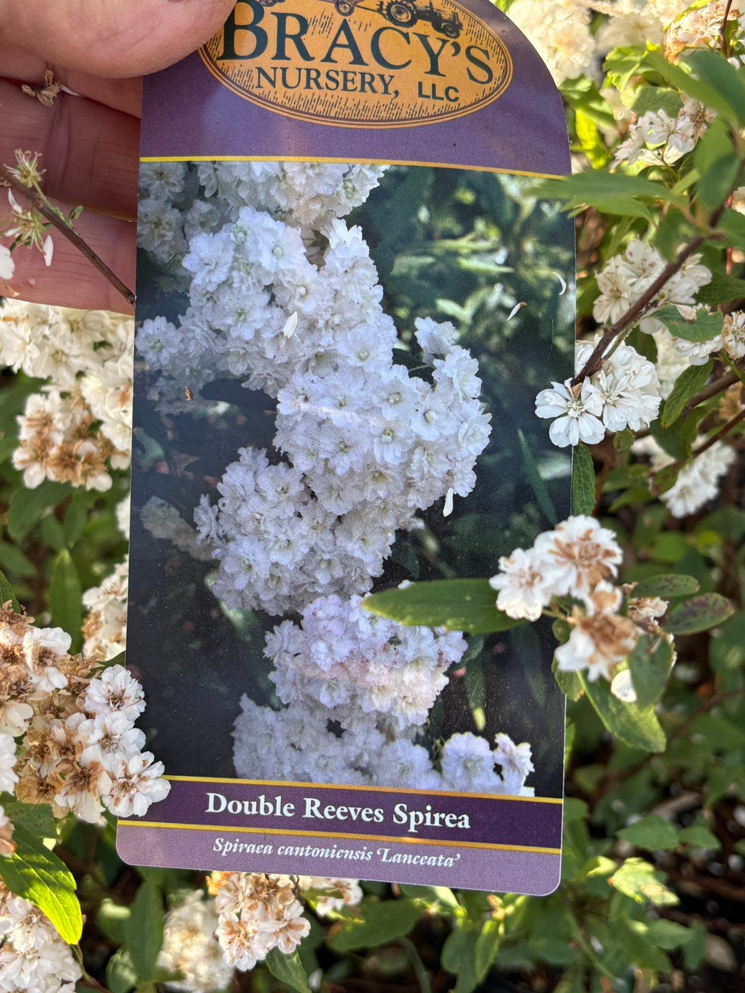 Double Reeves Spirea plant growth and features