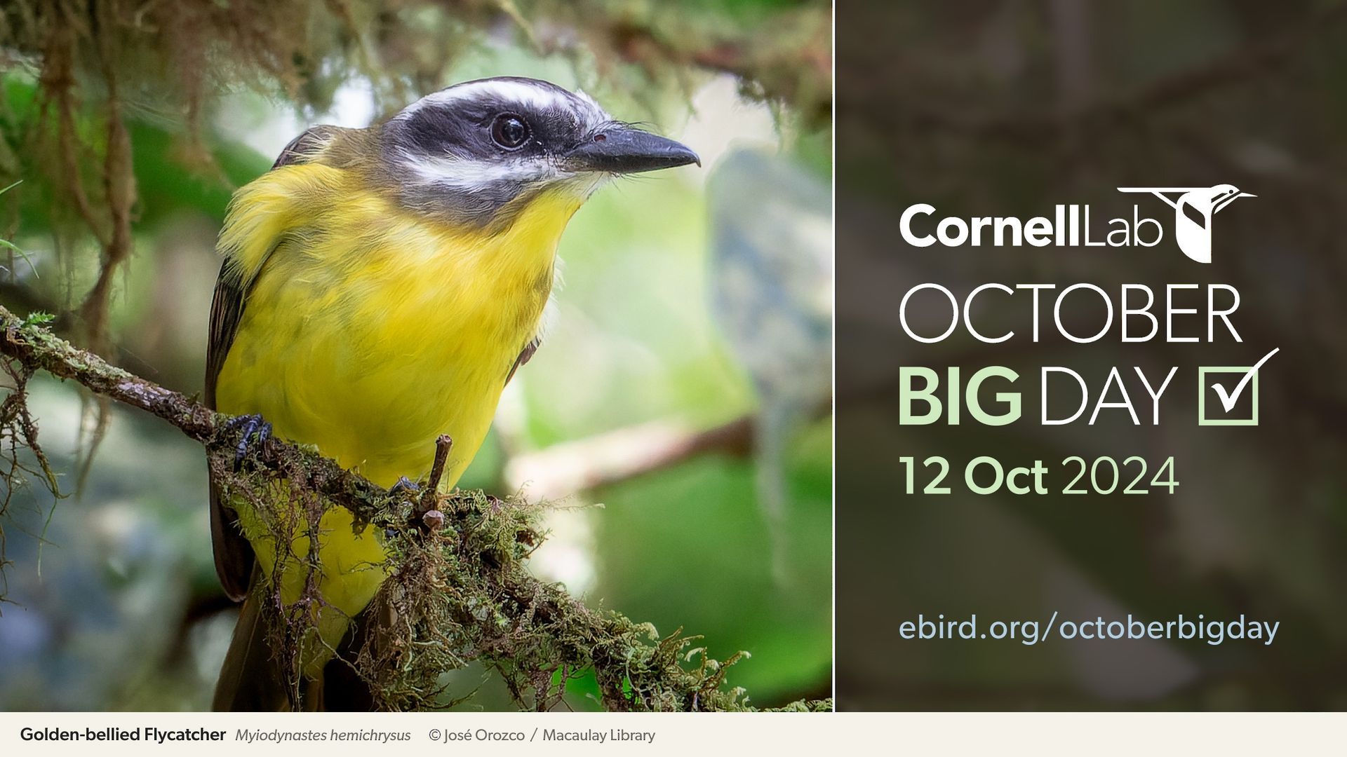 October Big Day is coming up... - Cornell Lab of Ornithology | Facebook