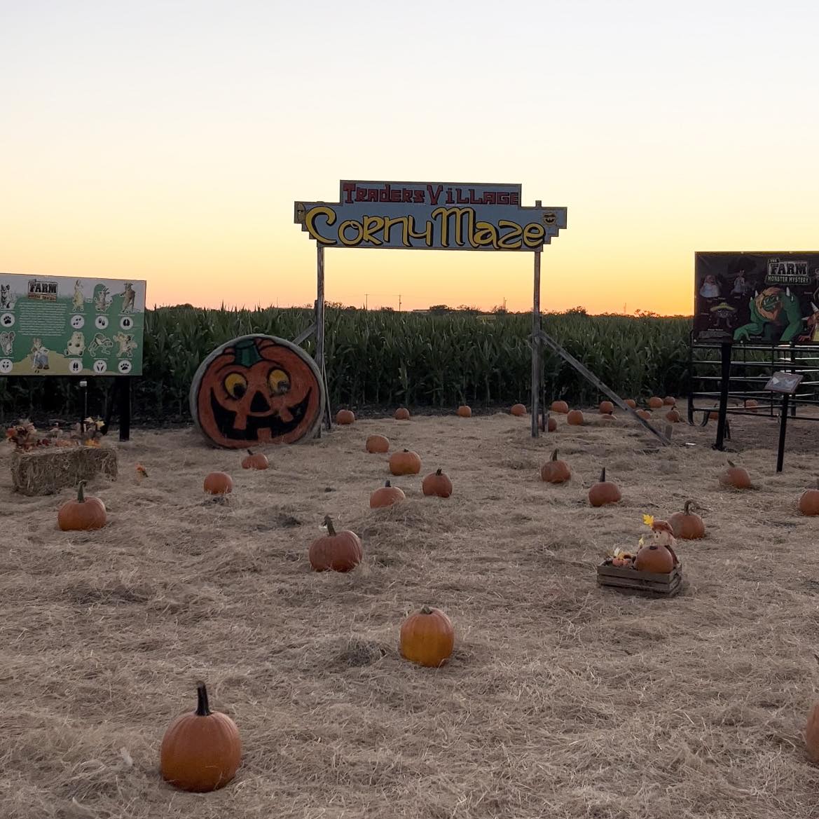 Traders Village Corn Maze and Halloween Light Show in San Antonio