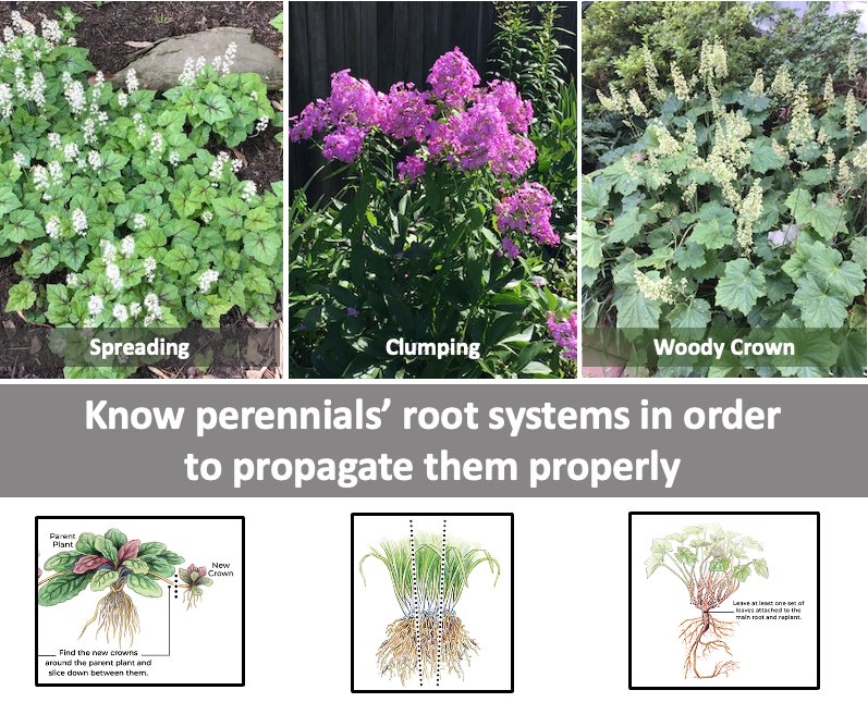 Virginia - CARING FOR YOUR NATIVE PLANTS GARDEN: When propagating ...