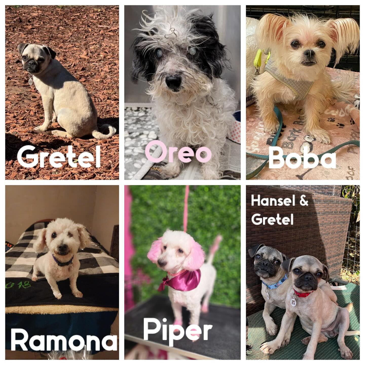 Adopt Me Rescue | Los Angeles CA