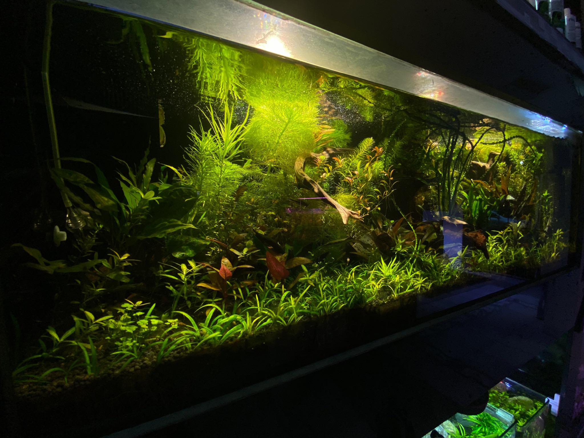Amazonia Acuarios Plantados... - Amazonia Acuarios Plantados