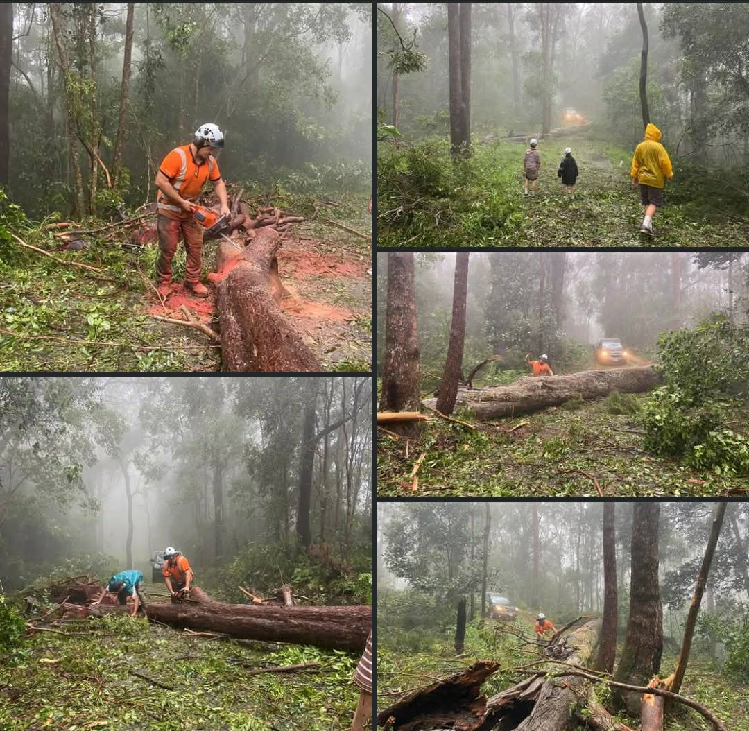 Tip Top Tree Services Gold Coast