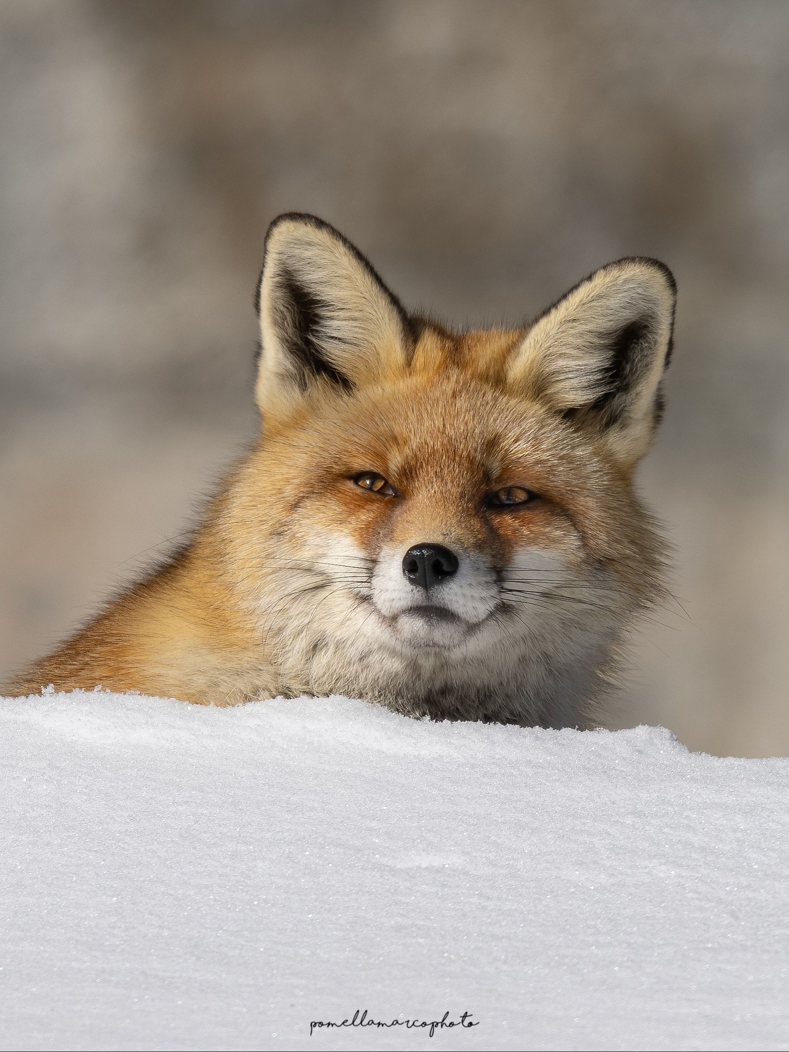 Revontulet (“fox fires”) dancing in the sky According to Finnish