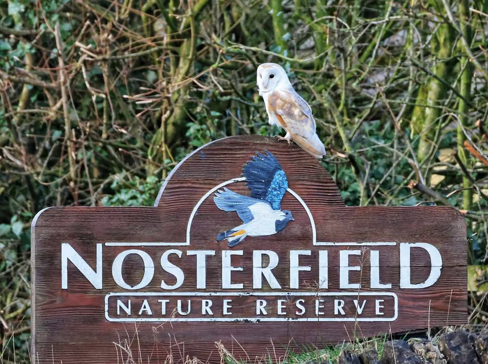Nosterfield Nature Reserve | Ripon