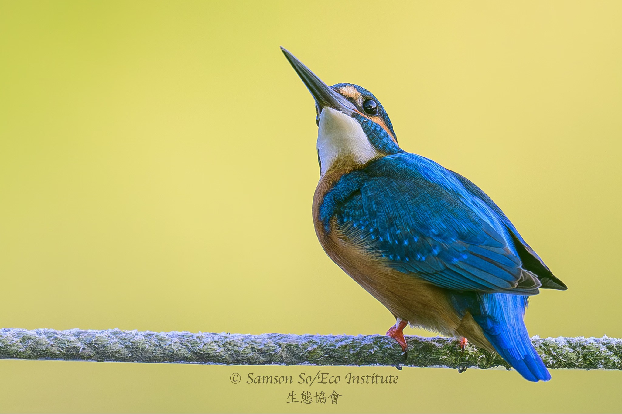 Nikon Z 800mm f/6.3 VR S lens review for wildlife photography
