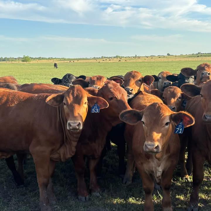 Bar G Ranch | Rogers TX