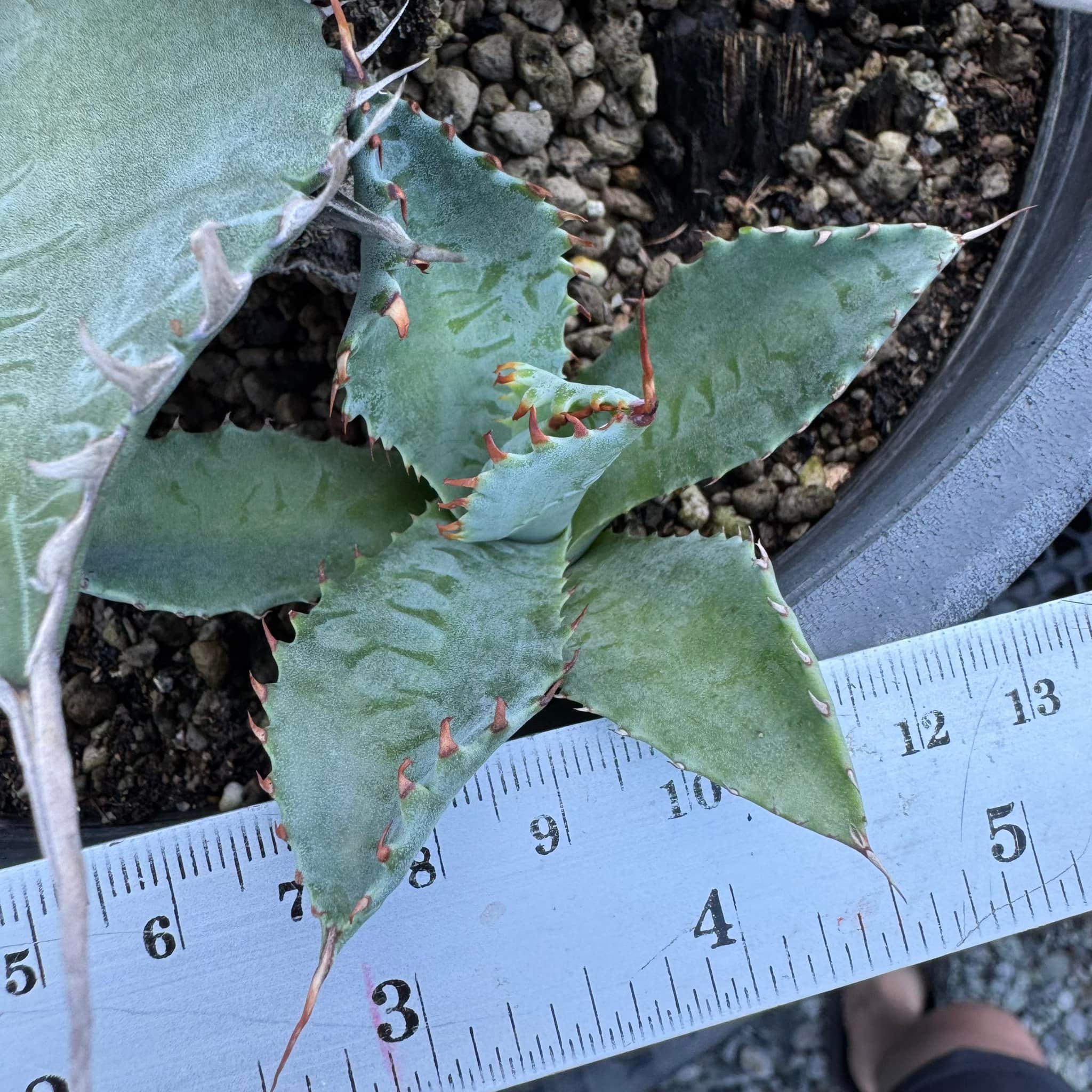 Agave desmettiana x isthmensis striata and agave eborispina x