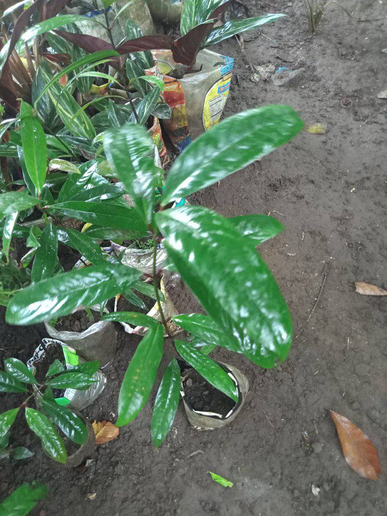 batwan seedlings for sale 150 - Virgillio Obreque