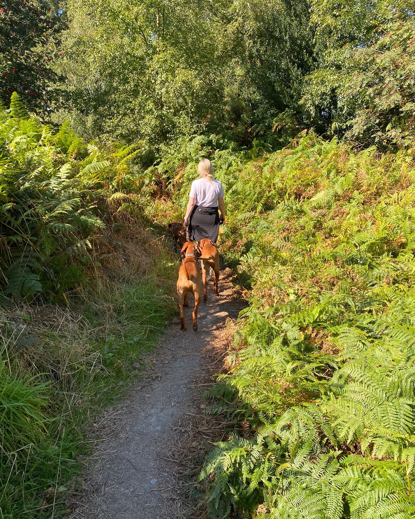 Walk Four Paws | Addingham