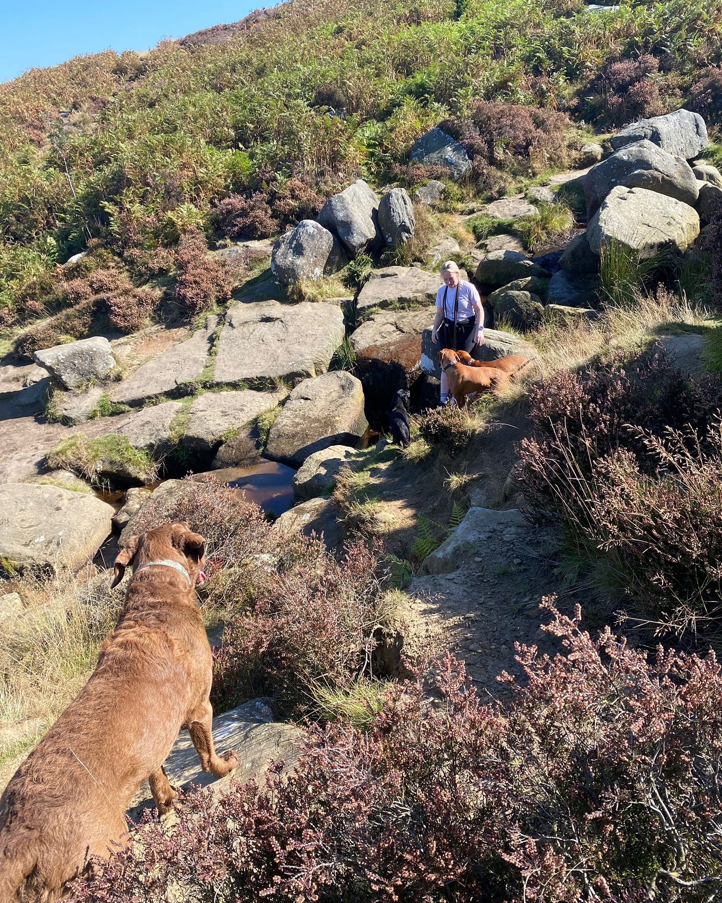 Walk Four Paws | Addingham