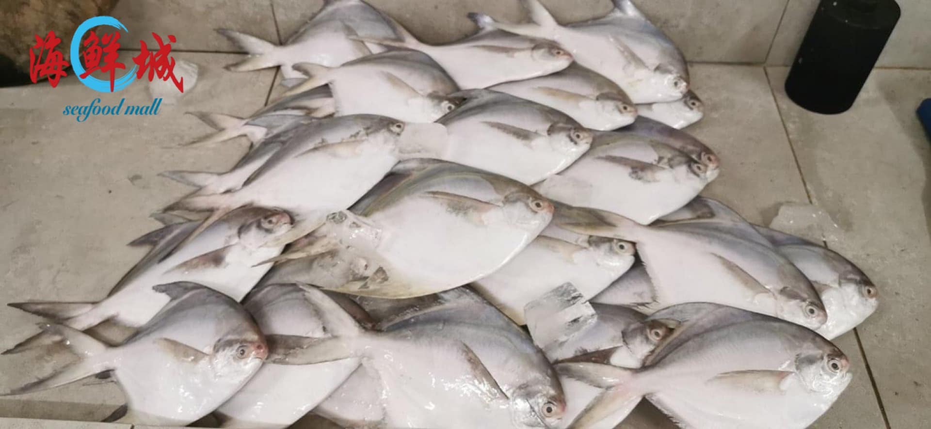 来 本地白昌 100%comfirm打chop sekinchan🐠... - 海鲜网城 Seafoodmall Plus
