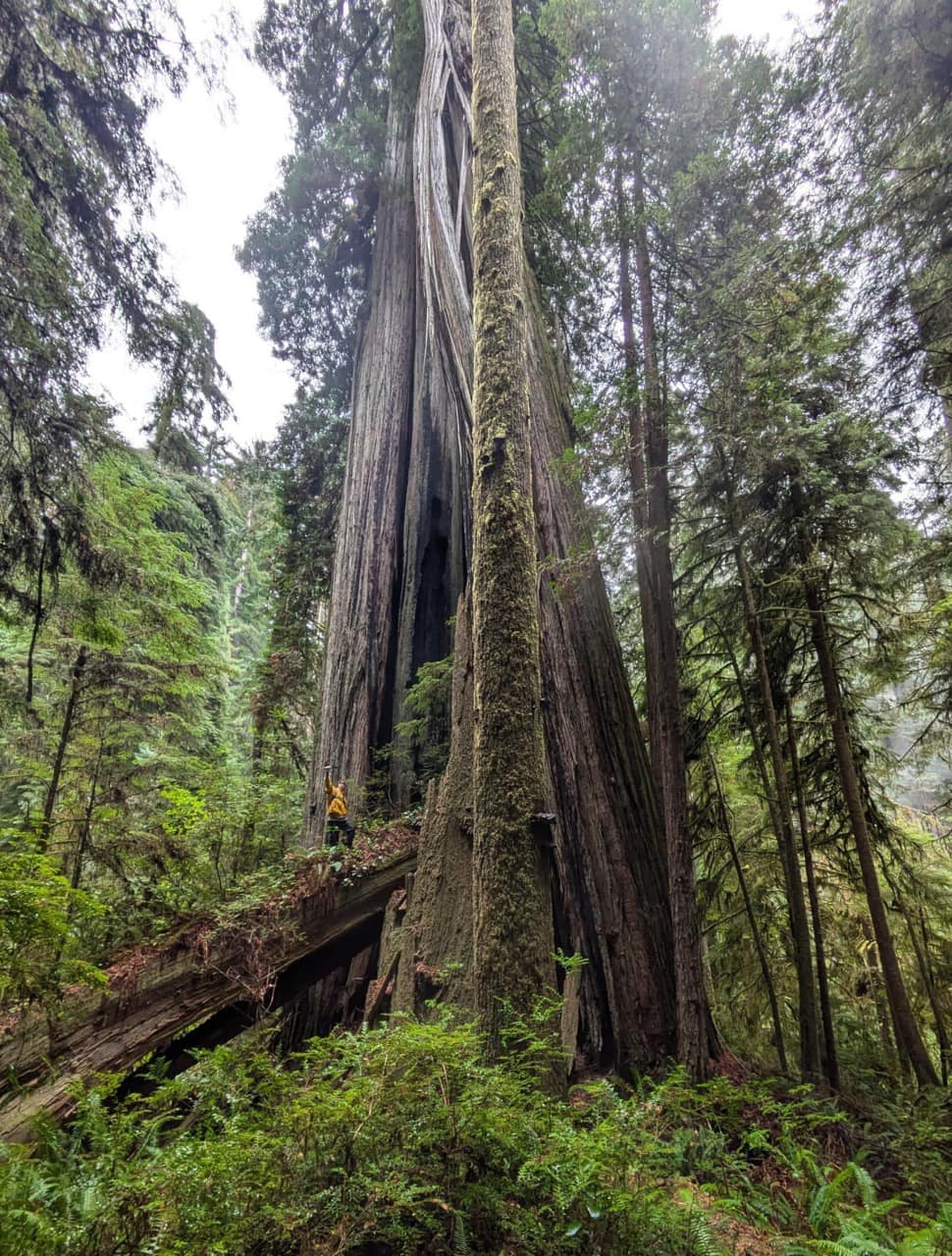 -Master splinter-... - Ancient Forests & Champion Trees